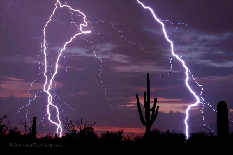 sonoran desert pam and